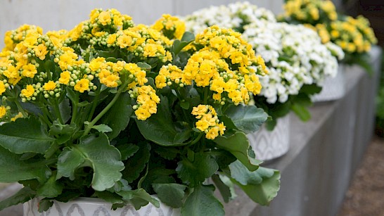 Woestijnroos - Kalanchoë Garden