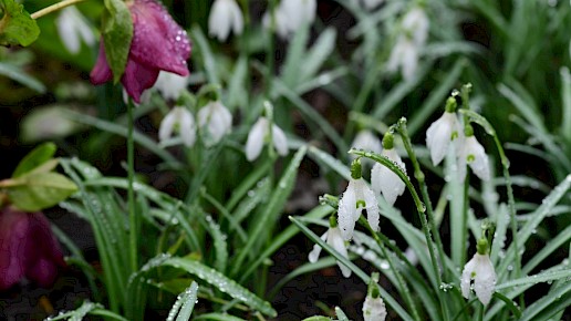 Tuin in Wilhelminaoord, smelten voor sneeuwklokjes