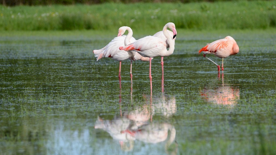 Flamingo's bij Zwillbrock in de omgeving van Groenlo in de Achterhoek