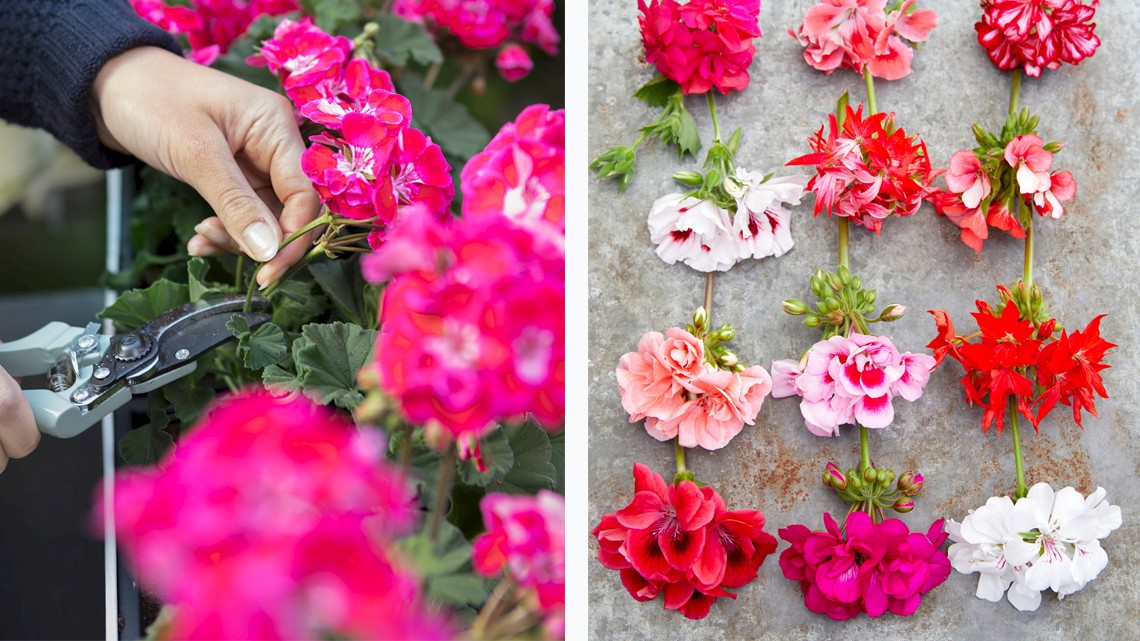 DIY geraniums