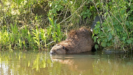 Bever in de Achterhoekse Berkel, foto Michiel Schaap