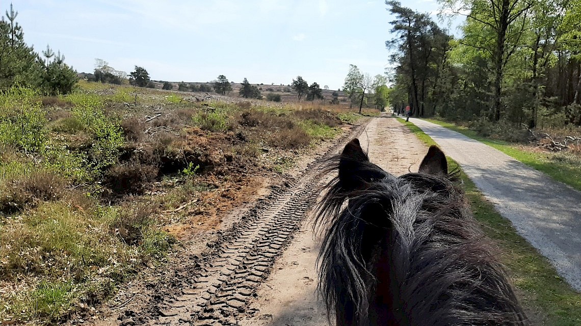 Paardrijden in Salland