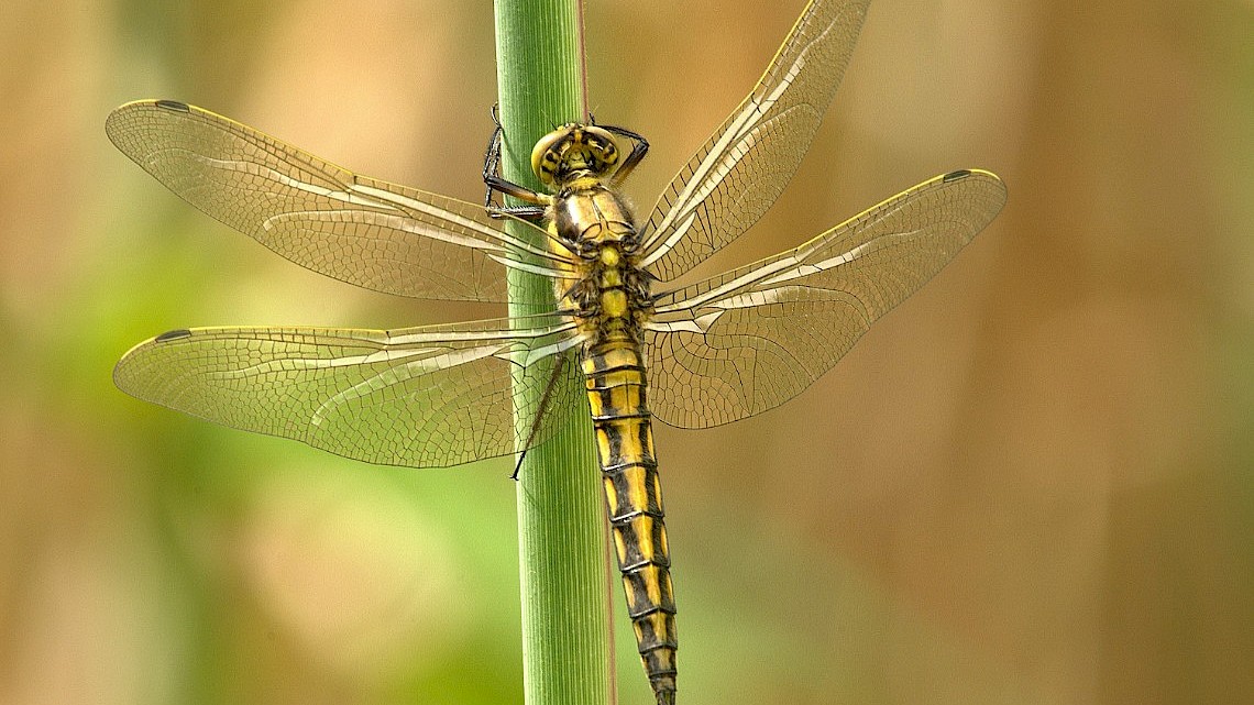 Haal libellen in de tuin Naober Magazine