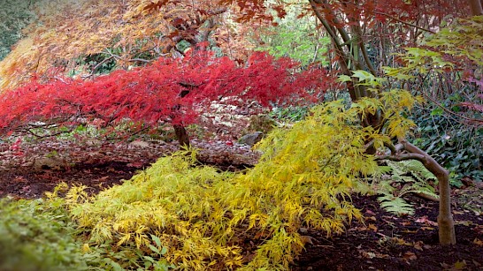 Acer rubrum