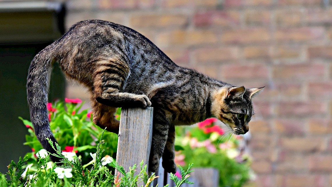 roman De lucht Om toestemming te geven Buur)katten weren uit de tuin - Naober Magazine