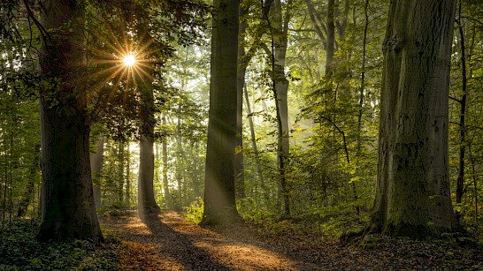 Natuurbegraven - Foto via Hans de Wilde - Natuurwens