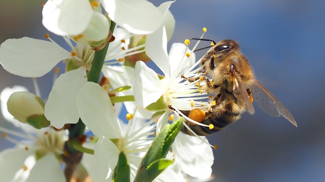 Tip 4: Stimuleer de biodiversiteit