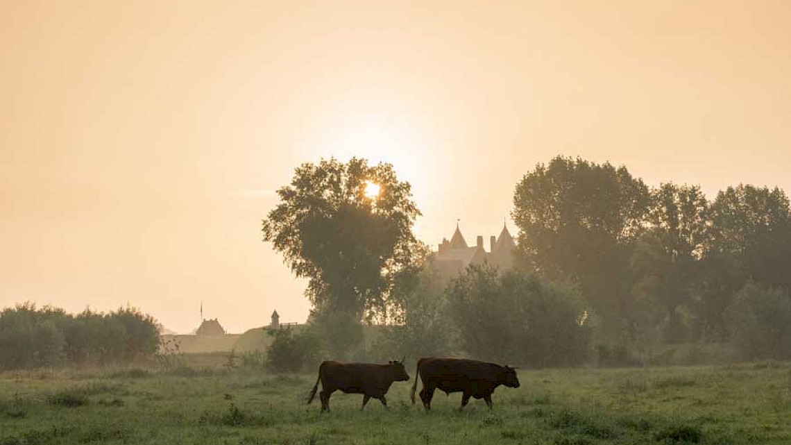 Grote grazers in het Munnikenland