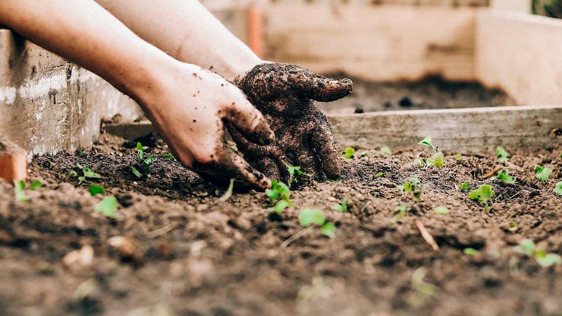 Groenten zaden voorzaaien in februari in moestuin