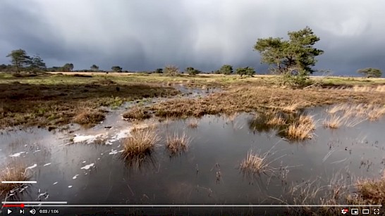 Video van Omroep Gelderland