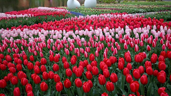 Keukenhof (PXHere)