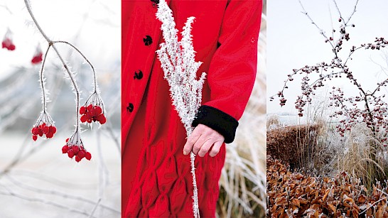 Wintertuin, vorst, rijp, rode bessen, rode appeltjes, sneeuwwitte pluimen, sneeuwwit, Hiltje Dekker, winterrust, ongerept, ongeknipt, tuin, siergras, zaaddozen, solihouetten, sierappeltjes, bottels. koning winter